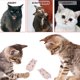 thumbnail image 5 of 5 uds. Juguete con hierba gatera para gatos, juguete interactivo para gatos de interior, juguete molar para gatitos, 5 of 5