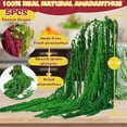 thumbnail image 2 of Triani 5Pcs Amaranthus Flower 16-28 Inch Preserved Amaranthus Flowers Wisteria Vine Hanging Flowers for Wedding Arch Decor Exhibition Floral Arrangement(Dark Green), 2 of 8