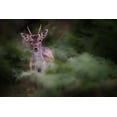 thumbnail image 2 of Deakin, Karen 14x11 White Modern Wood Framed Museum Art Print Titled - Young Fallow Deer, 2 of 4