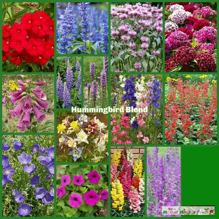 Wildflower Mix HUMMINGBIRD BLEND 1500 Seeds - Mother Nature's Seeds - Wildflower Seeds - Flower Seeds for Planting - Non-GMO