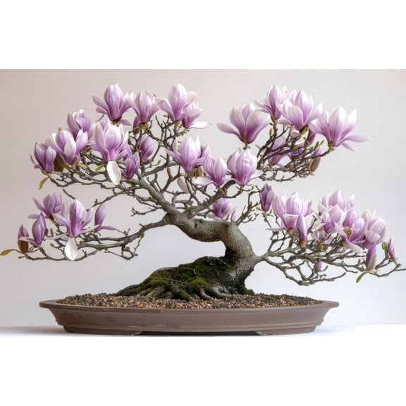10 Saucer Magnolia Bonsai Tree Seeds for Planting