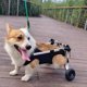 thumbnail image 2 of Small Dog Wheelchair with Hind Leg Paralysis, Pet Hind Limb Walker, Patients Dog Assisted Break, Teddy Cat Stand ShopWise Round, 2 of 7