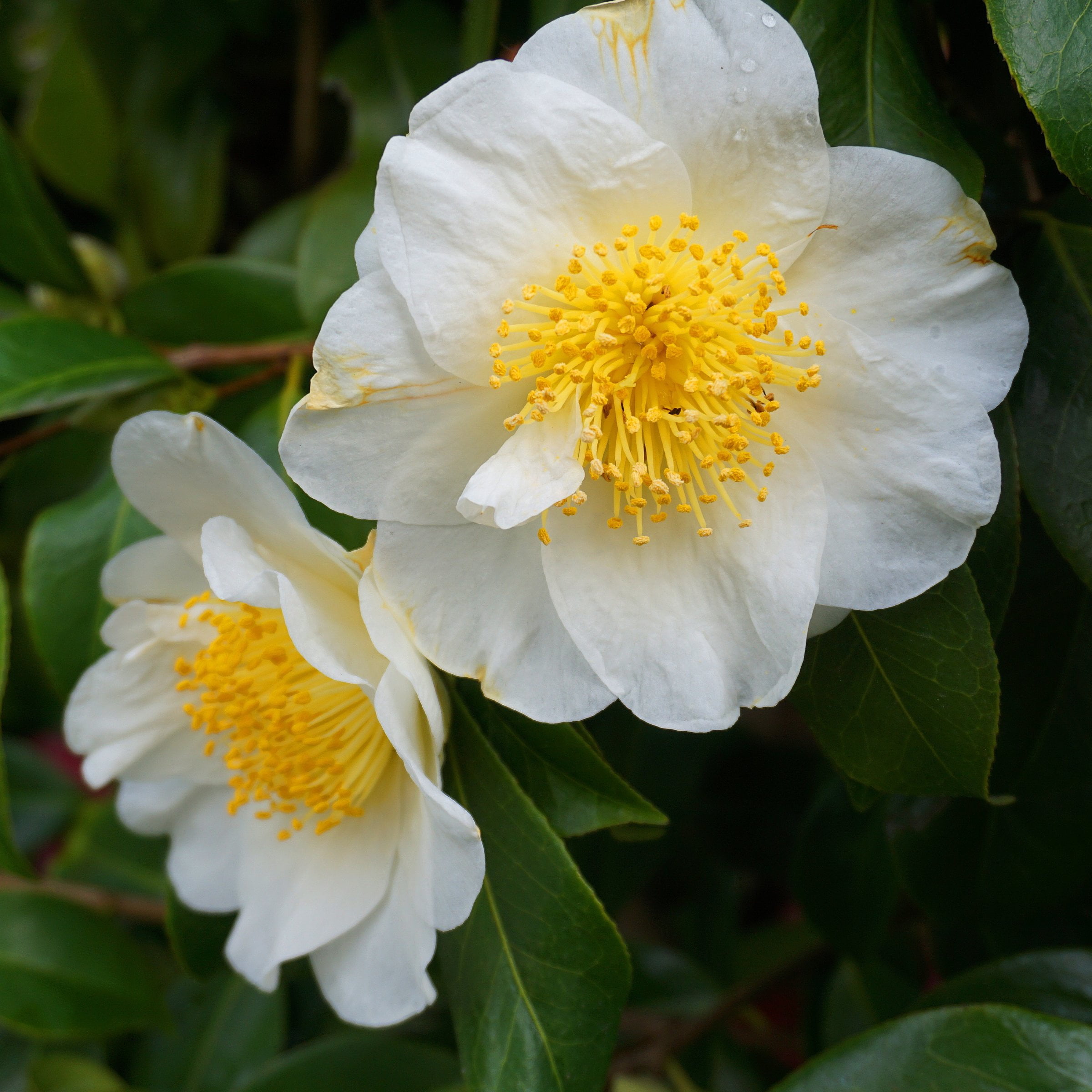 National Plant Network 1 gal. Camellia Sasanqua Daydream Believer Shrub