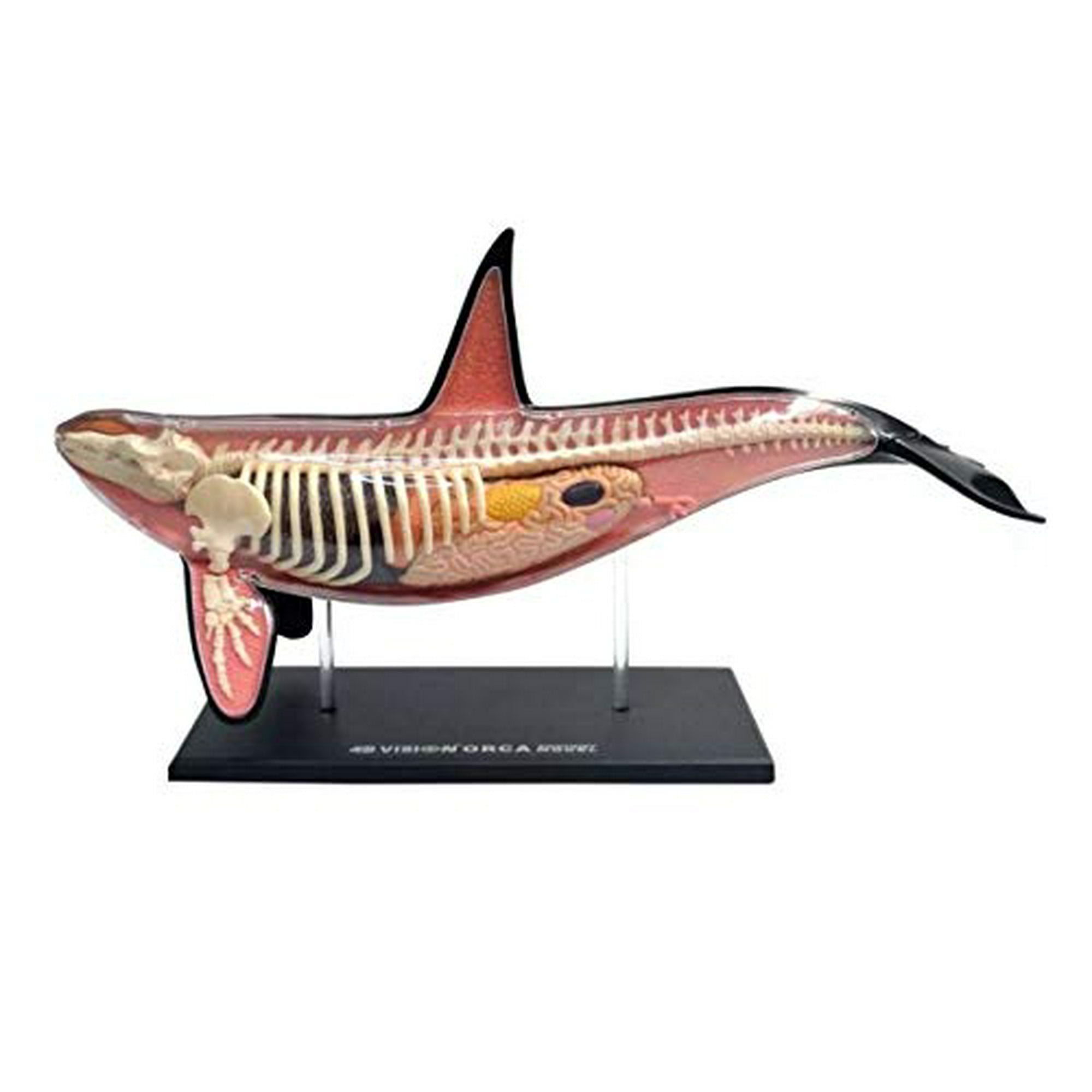 TEDCO 4D Orca Kids Educational Science Activity Kit - Walmart.ca