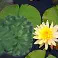 thumbnail image 4 of unbranded 12Ud Hojas De Loto Flotantes Artificiales Para De Jardín Y Material Eva, 4 of 8