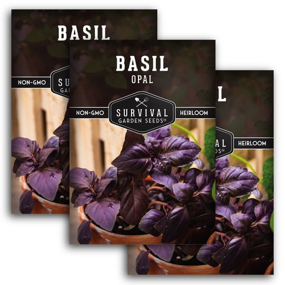 Opal Basil Seeds - Non-GMO Heirloom Full Sun Annual Herb - 3 Packs