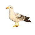 thumbnail image 3 of DOLITY Fake Artificial Bird Seagull Realistic Imitation Home Garden Decor 40cm #2 Seagull 2, 3 of 4