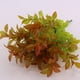 thumbnail image 4 of Flor artificial Flores artificiales Flor para boda rojo, 4 of 9