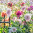 thumbnail image 2 of Gulin, Sylvia 15x15 Gold Ornate Wood Framed with Double Matting Museum Art Print Titled - Oregon-Canby-Swan Island Dahlias-water coming down on flowers, 2 of 4