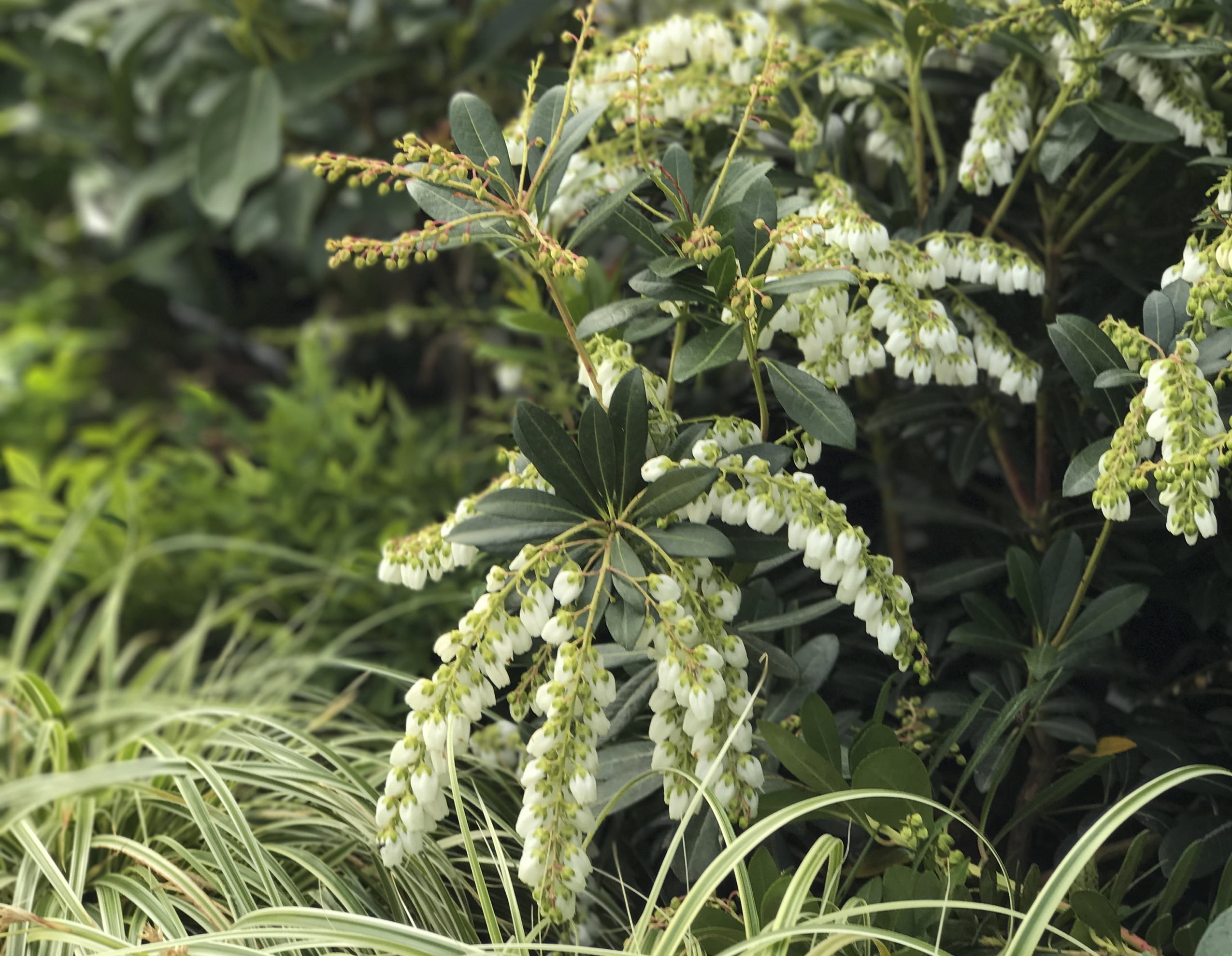 Southern Living Mountain Snow Pieris 'Japanese Andromeda' Live Shrub in 2-Gallon Grower Pot
