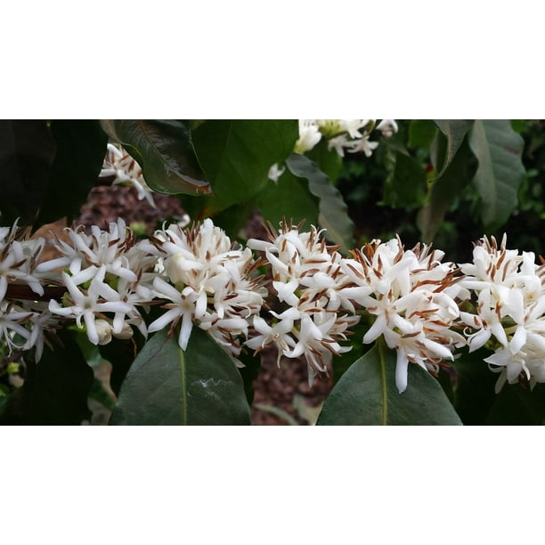 Coffee Flower Flowers Of The Field Flor De Cafaƒae A A Aƒa Sa A C Inch By 30 Inch Laminated Poster With Bright Colors And Vivid Imagery Fits Perfectly In Many Attractive Frames Walmart Com Walmart Com