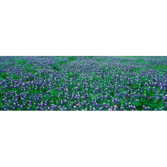 Blue Bonnets in Hill Country Willow City Loop Road Texas Canvas Art - Panoramic Images (36 x 12)