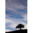 thumbnail image 2 of Jones, Adam 13x18 White Modern Wood Framed Museum Art Print Titled - Single tree silhouetted at sunrise-Yellowstone National Park-Wyoming, 2 of 4
