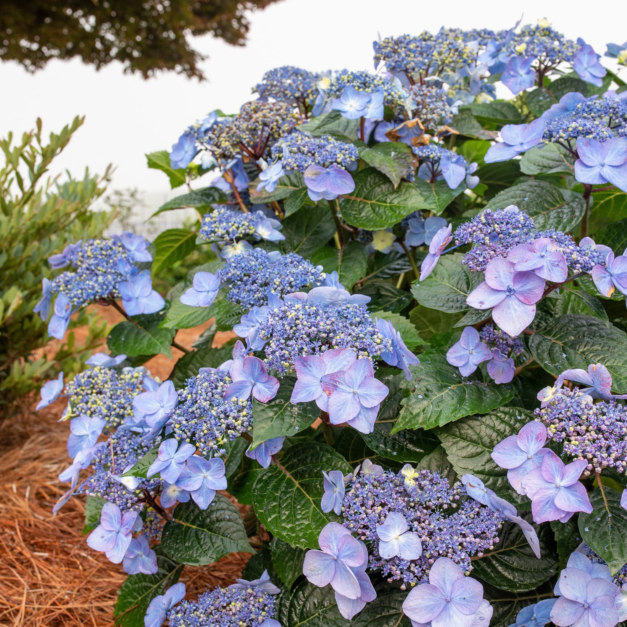 Endless Summer Pop Star Reblooming Hydrangea Live Shrub in 1-Gallon Grower Pot