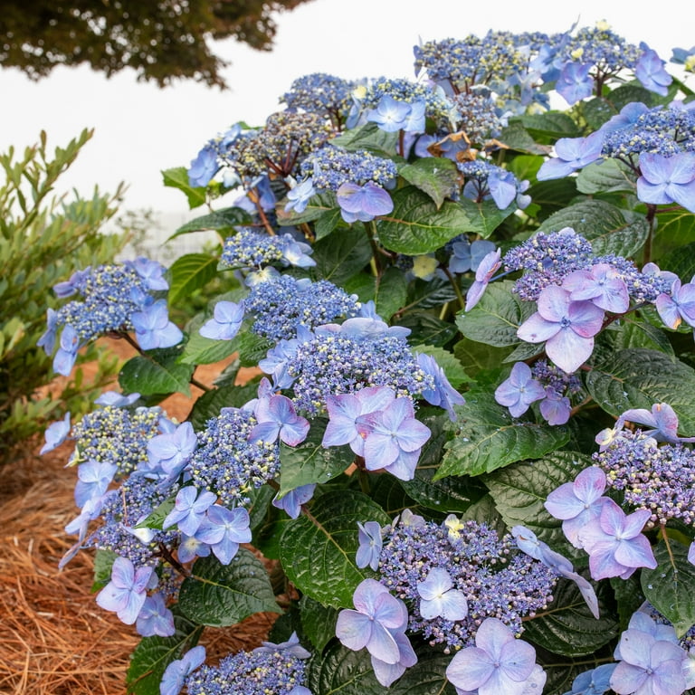 新年の贈り物 Summer Endless Pop 2 in Shrub Live Hydrangea Reblooming Star シャツ/ブラウス(長袖/七分)