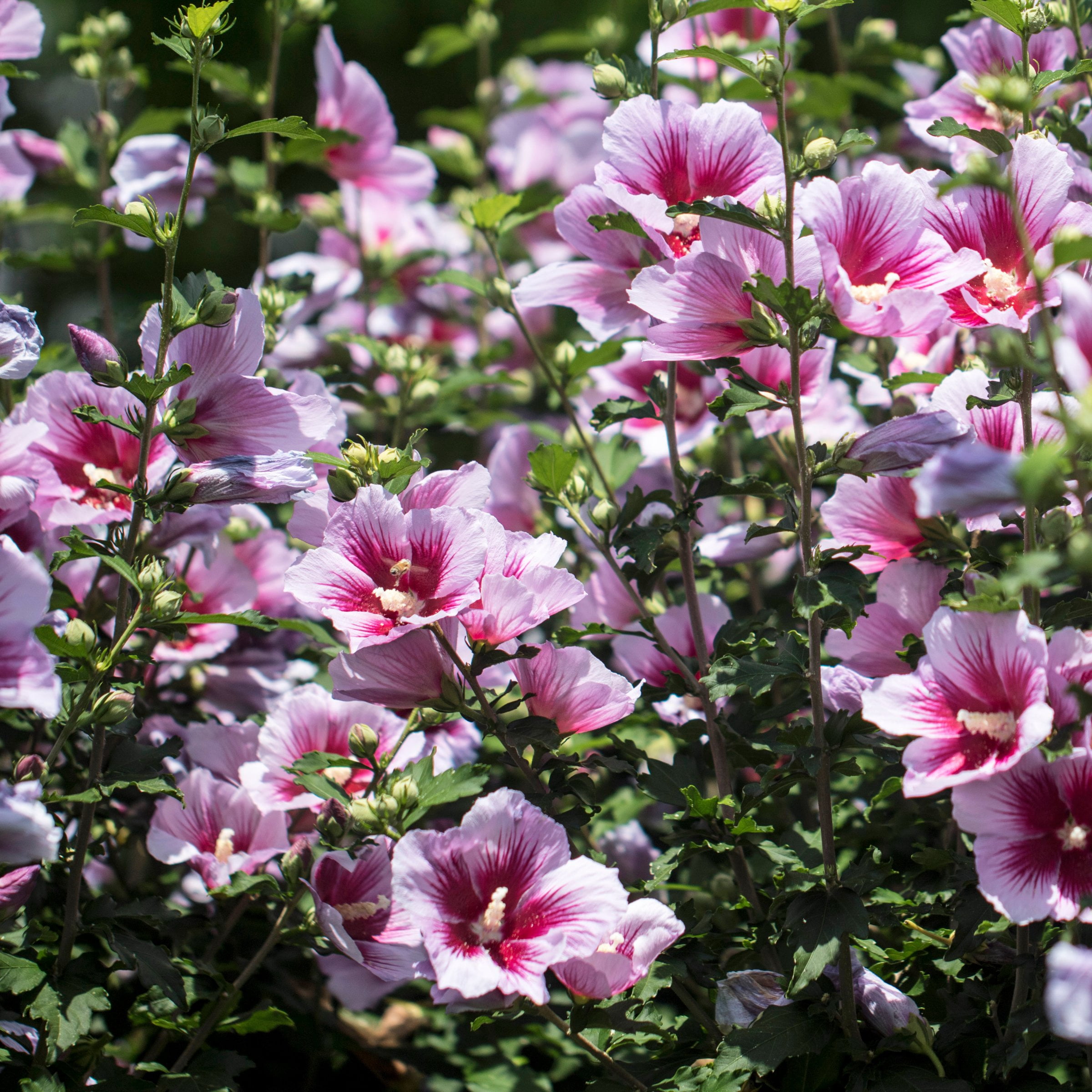 National Plant Network 3 gal. Hibiscus Purple Pillar Live Shrub