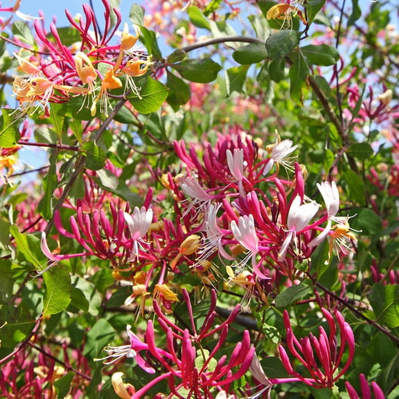 2.5 Qt. Honeysuckle Lonicera Serontina Live Vine with Full Sunlight -1 Piece
