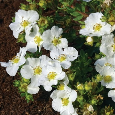 Jumbo Pint Bella Bianca Potentilla Live Shrub, Pure White Flowers