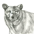 thumbnail image 2 of Wilson, Kelsey 12x12 Black Ornate Wood Framed with Double Matting Museum Art Print Titled - Watercolor Pencil Forest V-Bear, 2 of 4