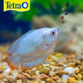 thumbnail image 2 of Alimento para peces tropicales Tetra Tetramin Granules 100 g, 2 of 2