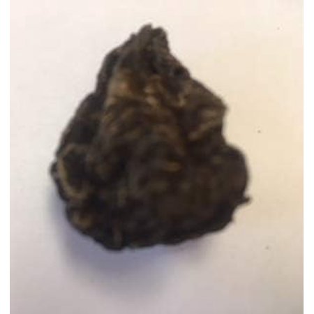 OneHigh The Conqueror Root ~ 1 Piece with Pouch ~ Large ~ with Pouch and Info Card