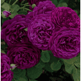 thumbnail image 3 of Twilight Zone Purple Rose Plant Live for Planting - Grandiflora Roses Live Plant - Heirloom Rose Plant for Garden 4 to 7 Inch Tall, 3 of 6