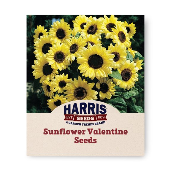 Harris Seeds Sunflower Valentine, Lemon Yellow Bloom Variety for Garden and Cut Flowers, 50 Count
