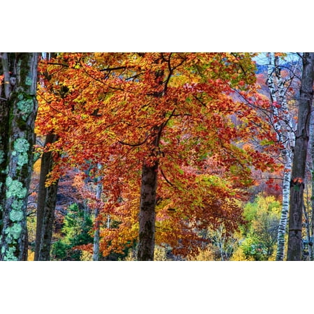 Autumn Color As Paint, New Hampshire, New England Fall Print Wall Art By Vincent