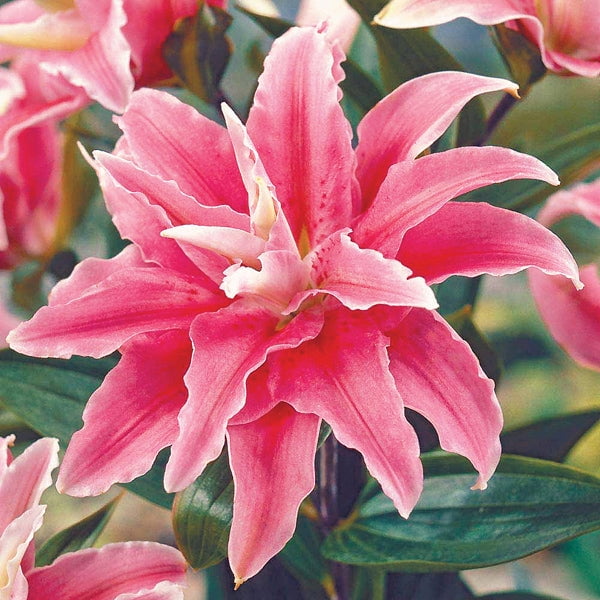 Oriental Lily Distant Drum (Double) (3 Bulbs) Pink 