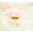 thumbnail image 2 of Gulin, Sylvia 22x20 White Modern Wood Framed Museum Art Print Titled - Washington State-Oakville-Pacific Northwest zinnia flower, 2 of 4