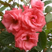 Heirloom Roses - Agatha Christie Climbing Roses Rose Plant