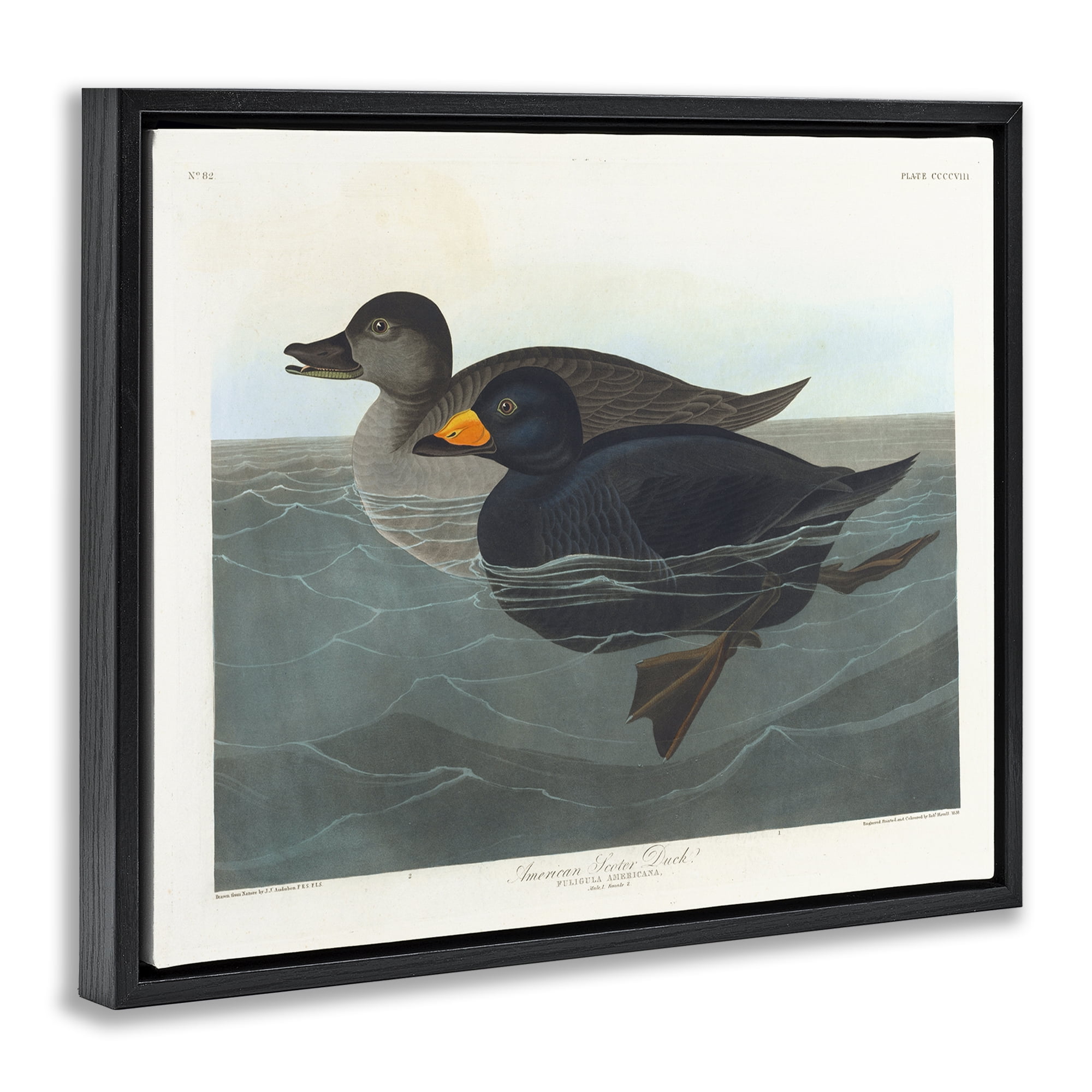 Stupell Industries Classic American Scoter Duck Animals Painting Black Floater Framed Canvas Art Print Wall Art, 21 x 17
