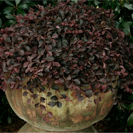 Purple Pixie Loropetalum | Live Evergreen Shrub - Southern Living Plant Collection