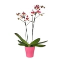 thumbnail image 3 of Orquídea en base de cerámica varios modelos 1 pieza, 3 of 4