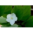 thumbnail image 3 of Tropical Seeds- Dwarf White Orchid Tree -10 Seeds-See Listing Below -Ornamental - Bauhinia acuminata, 3 of 4