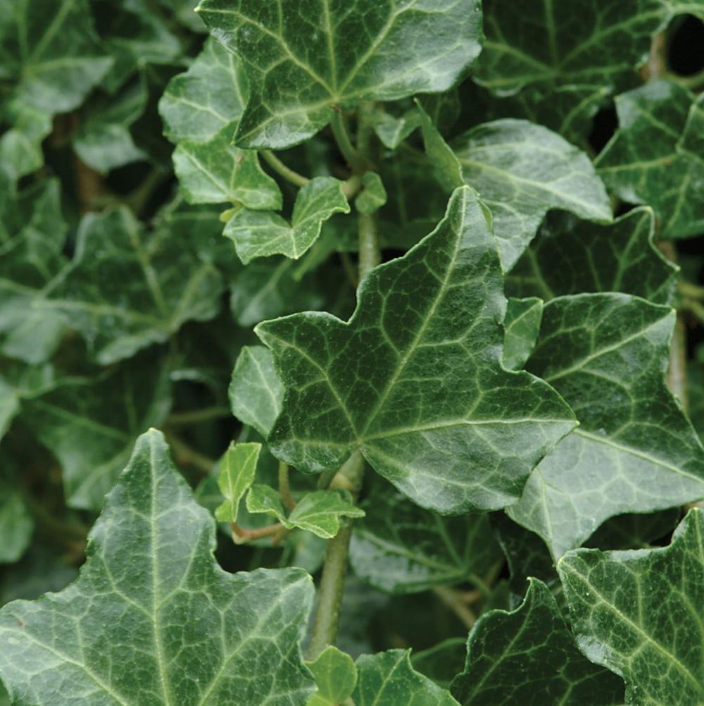Baltic English Ivy Plant Hedera helix 4" Pot Easy to Grow Indoors