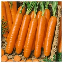Everwilde Farms - 1 lb Little Fingers Carrot Seeds - Gold Vault Bulk Seed Packet