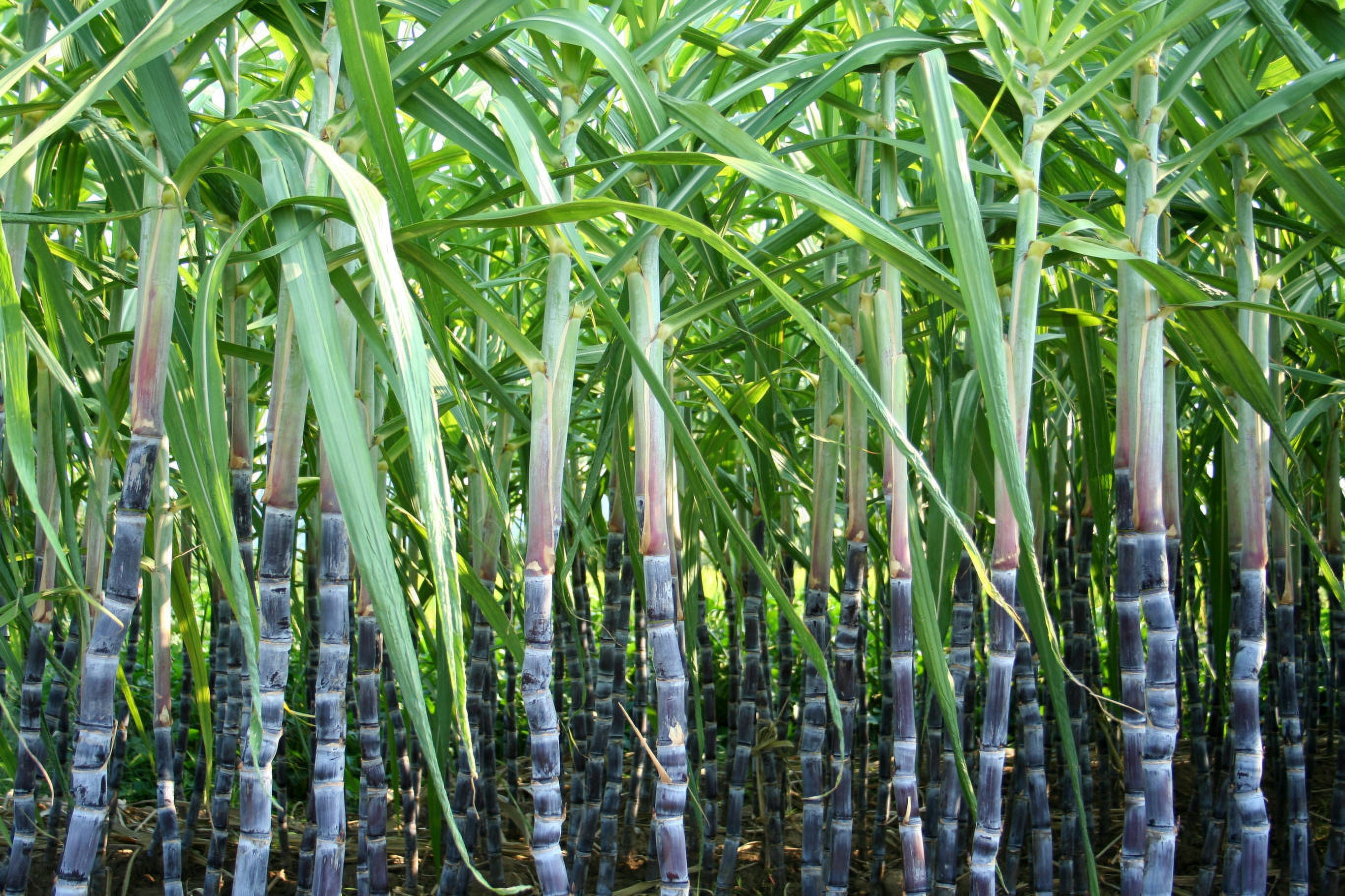 Piloncillo / Natural Sugar Cane, Single Unit.