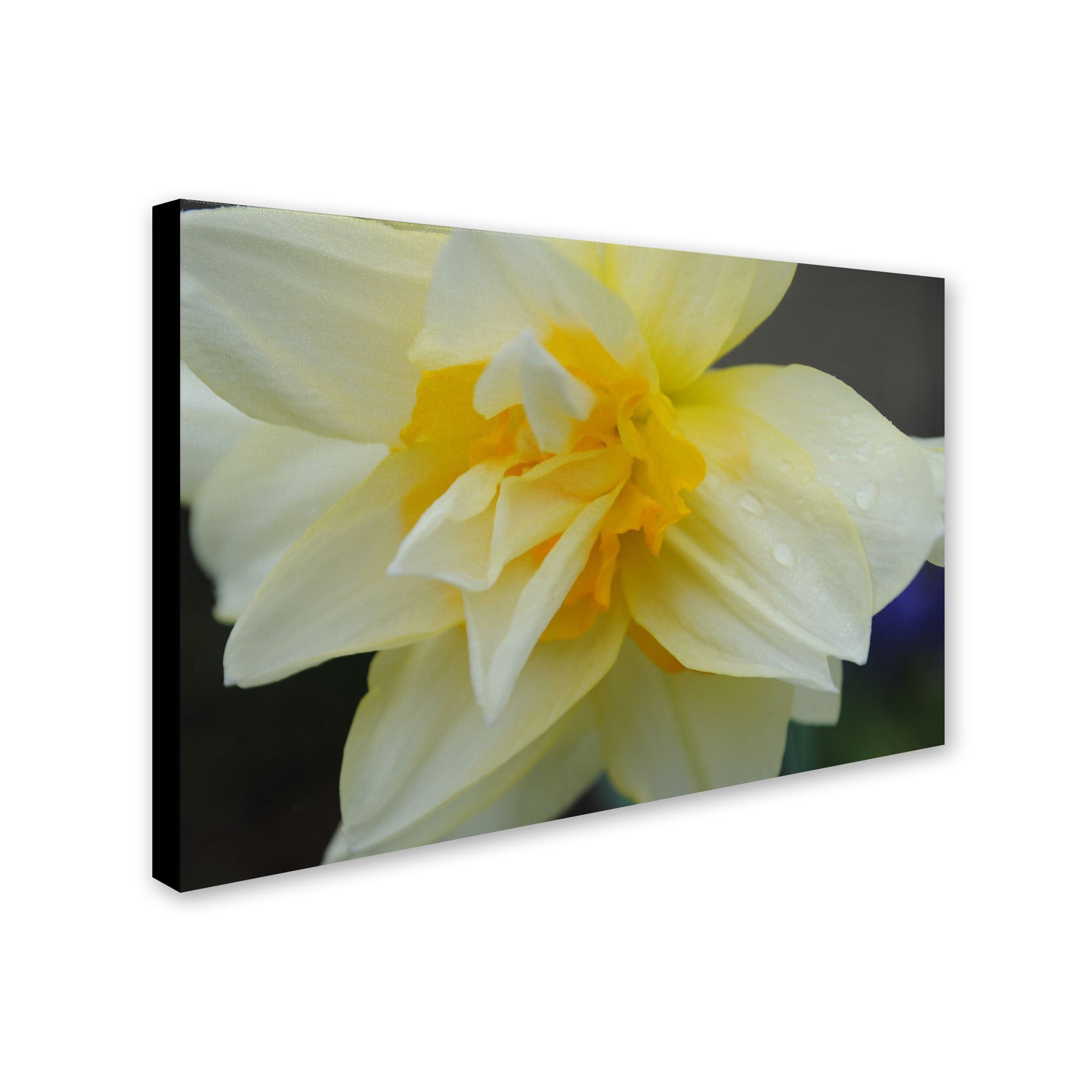 Trademark Fine Art "Sparkling Truth" Canvas Art by Monica Fleet