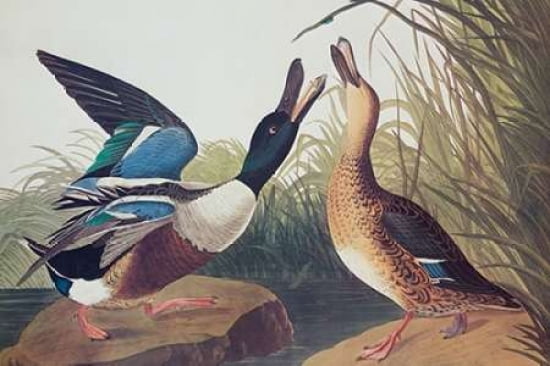 Shoveller Duck Canv