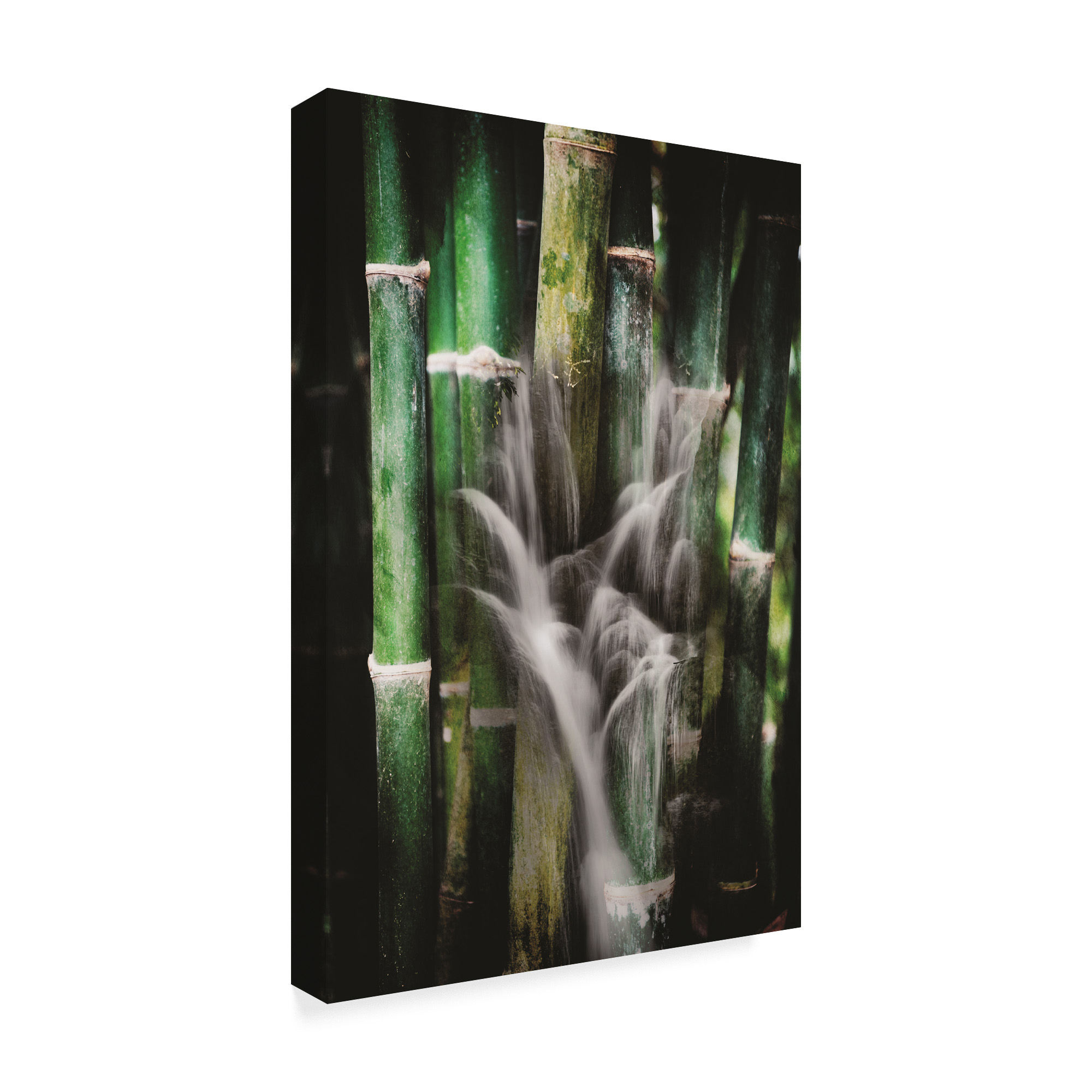 Trademark Fine Art 'Wet Bamboos' Canvas Art by Philippe Sainte-Laudy
