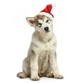 thumbnail image 2 of Malamute Puppy Christmas Hat Wall Decal by Wallmonkeys Peel and Stick Graphic (24 in H x 16 in W) WM244655, 2 of 4