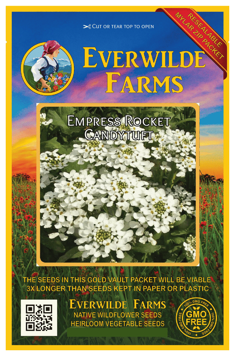 Everwilde Farms 500 Empress Rocket Candytuft Garden Flower Seeds