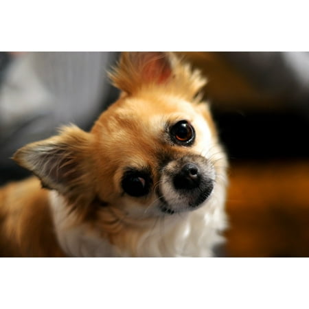 canvas print dog animal