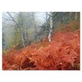 thumbnail image 2 of Red Fern in Foggy Fall Fay - Landscape Photo Canvas Art Print, 2 of 3