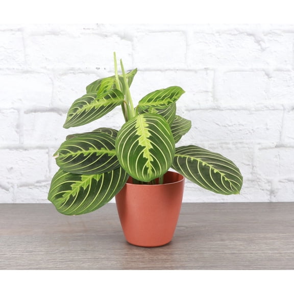 Live Lemon Lime Prayer Plant - 4" Biodegradable Pot - Terra Cotta