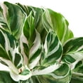 thumbnail image 4 of Calathea White Fusion Live Plant for Indoor | Different Houseplants in 4'' & 6'' Pot | Real House Plant for Living Room, Office, Desk & Bathroom | Peacock Plant | Zebra Plant, 4 of 7