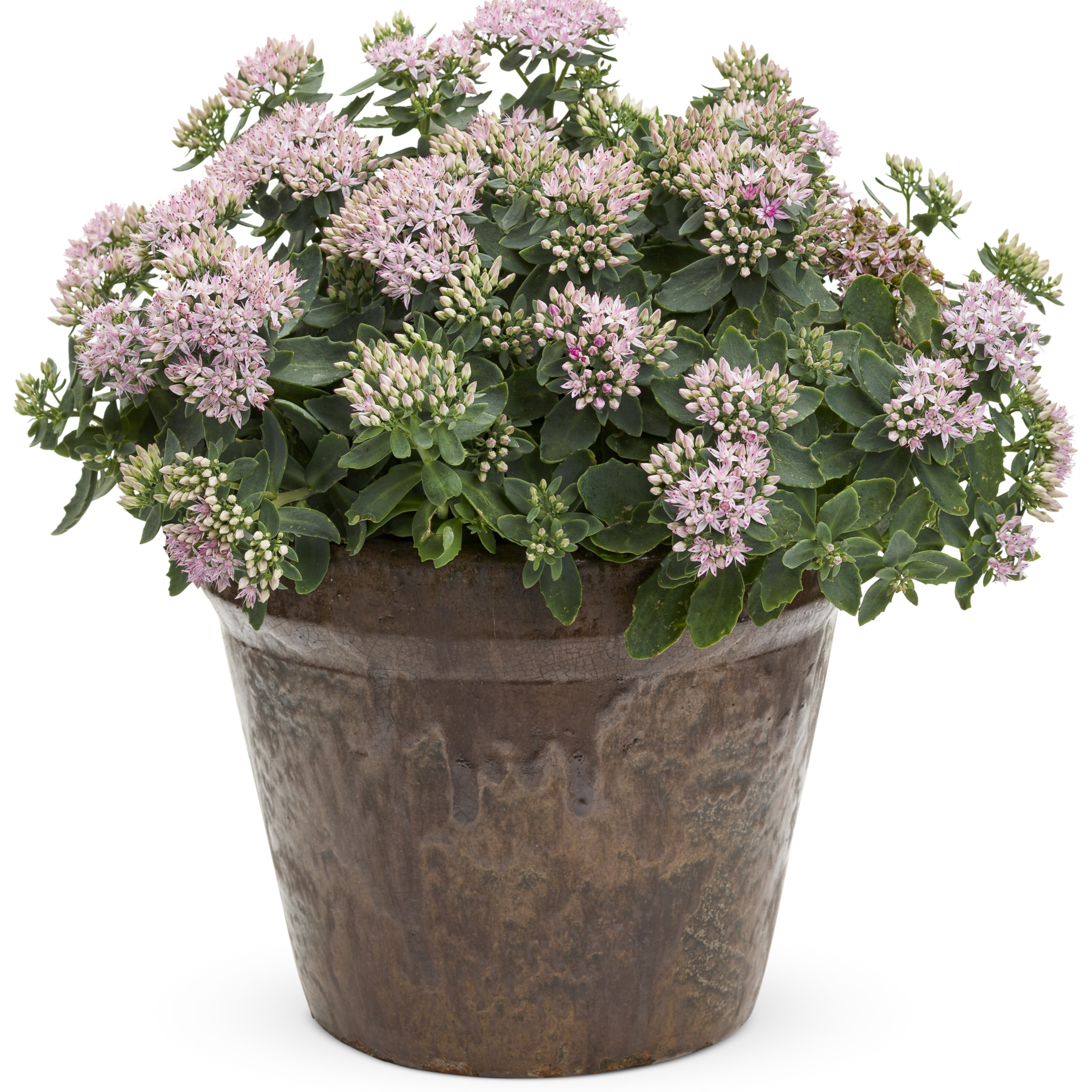 Proven Winners 6" Pink Rock 'N Round 'Pure Joy' Stonecrop Live Plant in 6.5" Pot