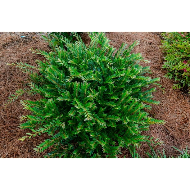Jewel Box Distylium Green Foliage with Blue Hues 2
