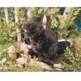 thumbnail image 3 of Marioneta de mano Folkmanis Beaver Brown 8 para bebés y niños, 3 of 3
